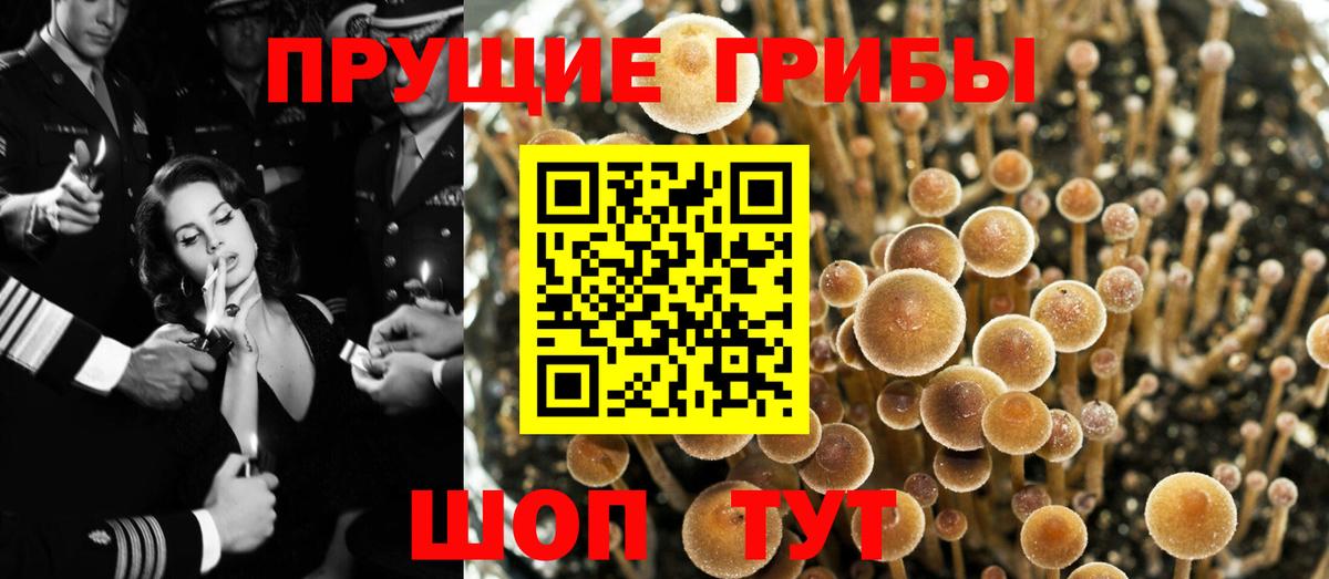 Псилоцибиновые грибы Psilocybe Заречный